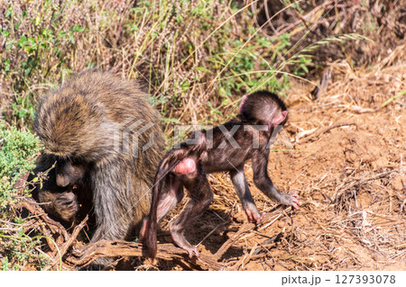 Baboons in Samburu national reserve 127393078