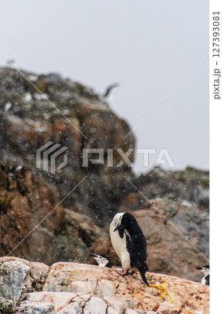Shinstrap Penguins in the snow 127393081