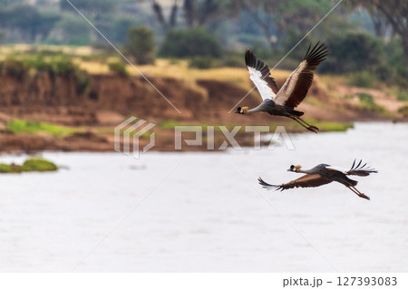 Grey crowned cranes in flight Grey crowned cranes in flight 127393083