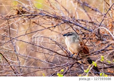 White-browed Coucal in Samburu White-browed Coucal in Samburu 127393086
