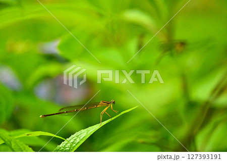 紫陽花の葉に止まるイトトンボ　イトトンボ 127393191