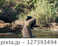 クロコダイル 127393494