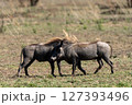 2匹のプンバ 127393496