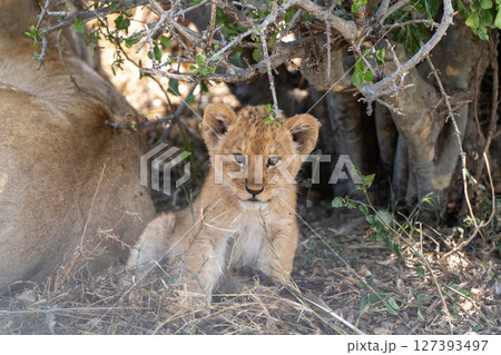 小ライオン 127393497