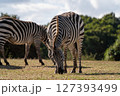 シマウマのいる風景 127393499