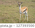 トムソンガゼル 127393500