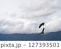 羽ばたく鳥 127393501