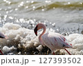 水辺で休むフラミンゴ 127393502