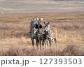 集まるシマウマ 127393503