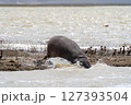 水に飛び込むカバ 127393504