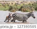 親子のシマウマ 127393505