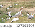 群れで休むペリカン 127393506