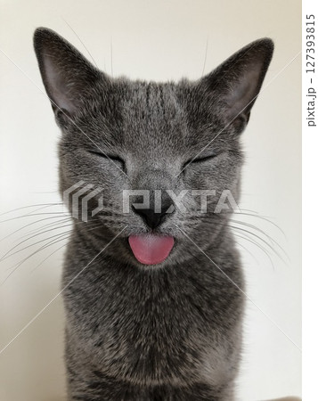 舌を出すロシアンブルーの猫のクローズアップ 舌を出すロシアンブルーの猫のクローズアップ 127393815