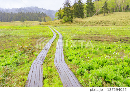 初夏の尾瀬 満開の水芭蕉 大江湿原〜尾瀬沼 初夏の尾瀬 満開の水芭蕉 大江湿原〜尾瀬沼 127394025