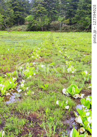 初夏の尾瀬　満開の水芭蕉　大江湿原〜尾瀬沼 127394028