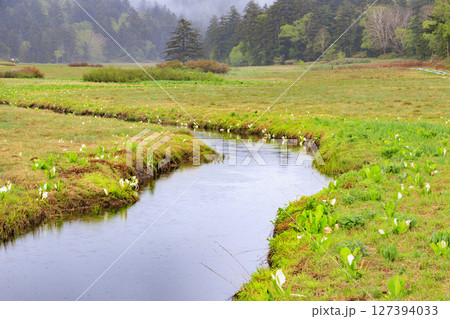 初夏の尾瀬　満開の水芭蕉　大江湿原〜尾瀬沼 127394033