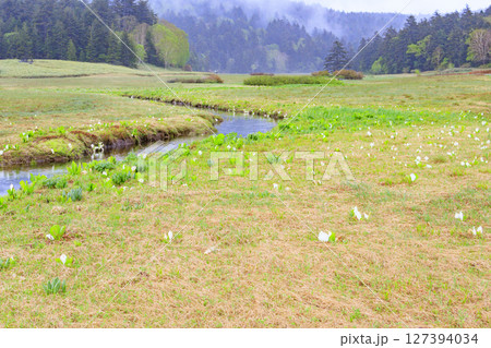 初夏の尾瀬　満開の水芭蕉　大江湿原〜尾瀬沼 127394034