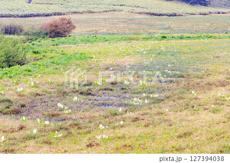 初夏の尾瀬 満開の水芭蕉 大江湿原〜尾瀬沼 初夏の尾瀬 満開の水芭蕉 大江湿原〜尾瀬沼 127394038