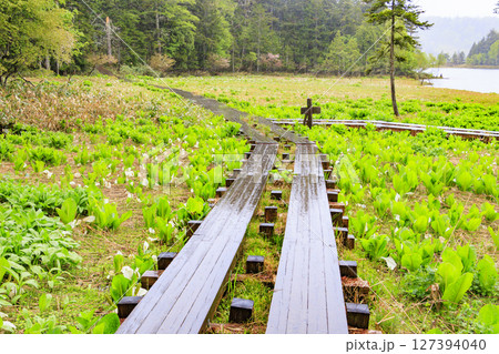 初夏の尾瀬 満開の水芭蕉 大江湿原〜尾瀬沼 初夏の尾瀬 満開の水芭蕉 大江湿原〜尾瀬沼 127394040