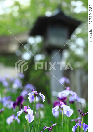 梅雨の雨に濡れる花菖蒲 梅雨の雨に濡れる花菖蒲 127394280