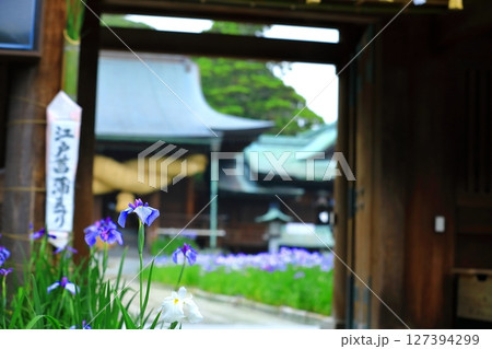 梅雨の雨に濡れる花菖蒲 127394299