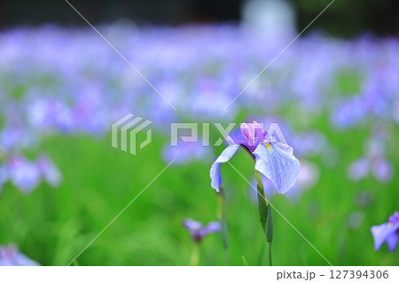 梅雨の雨に濡れる花菖蒲 梅雨の雨に濡れる花菖蒲 127394306