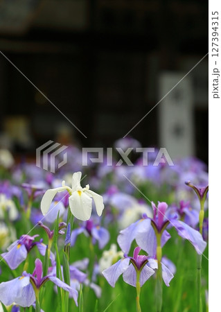 梅雨の雨に濡れる花菖蒲 127394315