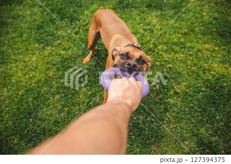 Brown Boxer dog fiercely pulls on a purple ring toy held by a person during an energetic game of tug-of-war on green grass in a backyard 127394375