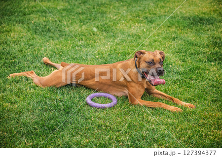 German Boxer dog lying on green lawn with tongue out and purple toy, resting after active play in backyard garden German Boxer dog lying on green lawn with tongue out and purple toy, resting after active play in backyard garden 127394377