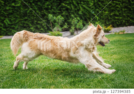 Golden Retriever energetically running on green grass in backyard garden, captured mid-motion with joyful expression Golden Retriever energetically running on green grass in backyard garden, captured mid-motion with joyful expression 127394385