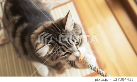 おもちゃで遊ぶ子猫 おもちゃで遊ぶ子猫 127394413