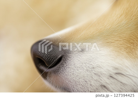 柴犬の鼻先にフォーカスした近接写真 127394425