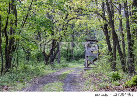 Forest road in springtime next to the hunting lodge 127394465