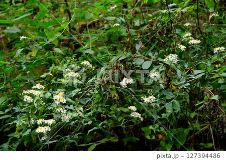 藪に咲く白い野菊　【相模原市津久井　10月】 127394486