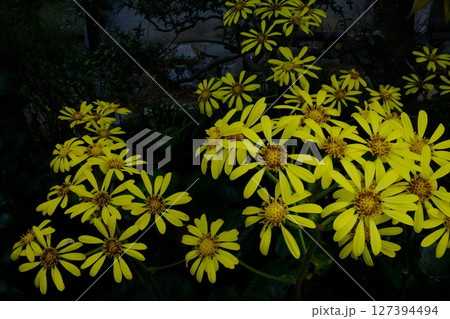 ツワブキの黄色の花 【相模原市津久井 11月】 ツワブキの黄色の花 【相模原市津久井 11月】 127394494