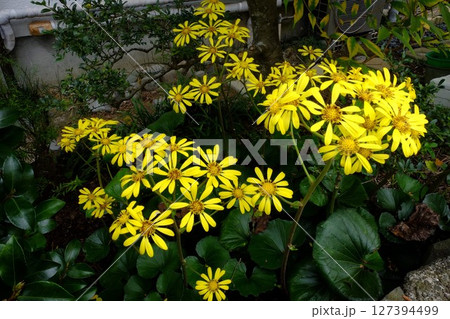 ツワブキの花咲く　【相模原市津久井　11月】 127394499