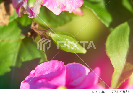 アフリカホウセンカインパチェンスの種果実 127394628