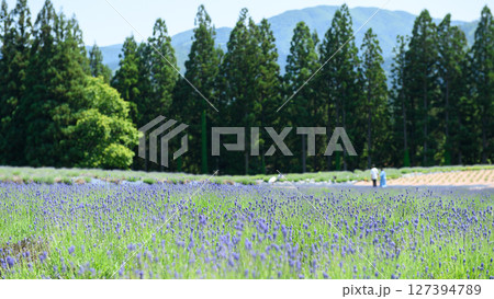 咲き始めたラベンダー園　秋田県美郷町　 127394789