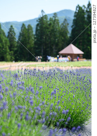 早咲きが咲き始めたラベンダー園　秋田県美郷町　 127394827