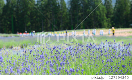 咲き始めたラベンダー園 秋田県美郷町 咲き始めたラベンダー園 秋田県美郷町 127394840