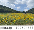 ひまわり畑 127394855