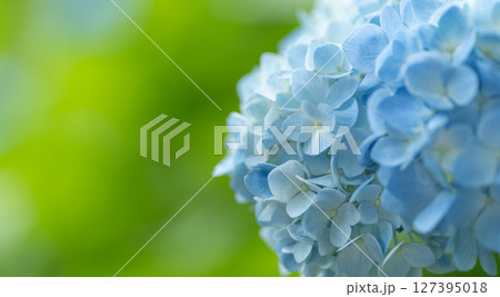 綺麗な紫陽花 127395018