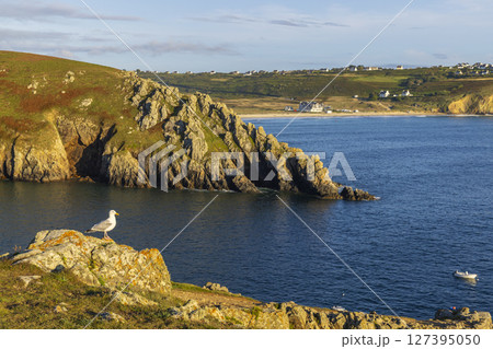 Seagull standing on rock overlooking bay in Cleden Cap Sizun, Brittany, France Seagull standing on rock overlooking bay in Cleden Cap Sizun, Brittany, France 127395050