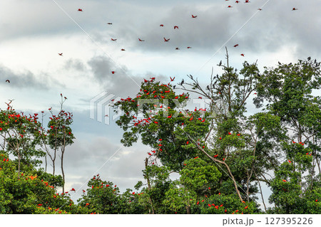 Scarlet ibis flying back home to their sleeping place, Revoada dos guaras on the Delta of the Parnaiba River in Brazil Scarlet ibis flying back home to their sleeping place, Revoada dos guaras on the Delta of the Parnaiba River in Brazil 127395226