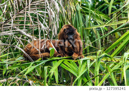 Howler monkey, Alouatta discolor on a tree in the brazilian jungle at Ilha das Canarias in Brazil. Delta do Parnaiba 127395241