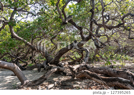 The world's largest cashew tree with many branches at Natal, Rio Grande do Norte, Brazil. 127395265