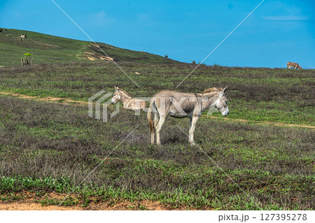 Trail along the coast and beaches from Jericoacoara to Pedra Furada in Ceara State, Brazil. 127395278