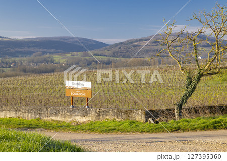 Santenay vineyard in Bourgogne, France, displays its appellation sign on a sunny winter day Santenay vineyard in Bourgogne, France, displays its appellation sign on a sunny winter day 127395360