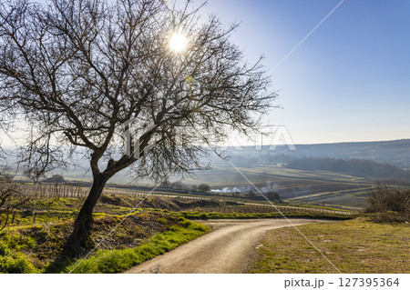 Sun shining through bare tree branches over vineyards in Santenay, France Sun shining through bare tree branches over vineyards in Santenay, France 127395364