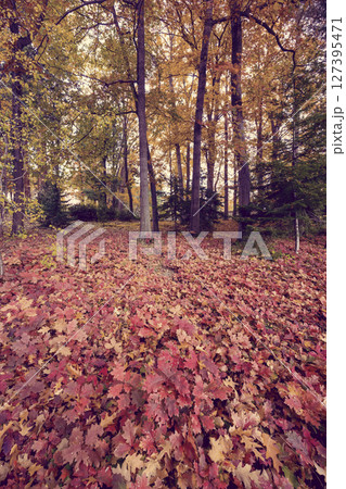 Colorful maple trees showing autumn foliage in Botanical Garden, Banska Stiavnica, Slovakia 127395471